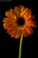 /album/still-life/fiore-rosso-jpg/